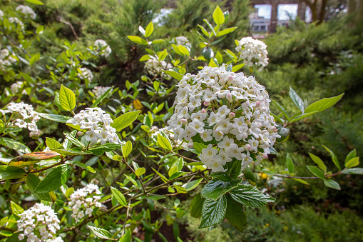 Viburnum carlesii in Japanese  garden in Polish Wroclaw. Beautiful bush from Korea and Yapan and and naturalized in Ohio, USA