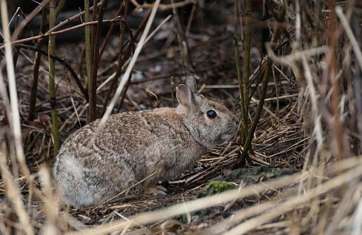 A wild rabbit blends in with decaying plant stems on a green belt in Surrey, British Columbia. Mid-winter morning.