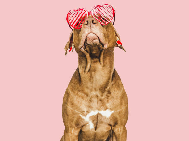 istock Lovable, pretty brown puppy and red sunglasses 1465617926