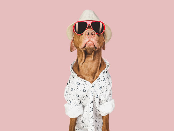 istock Lovable, pretty brown puppy and red sunglasses 1465617988