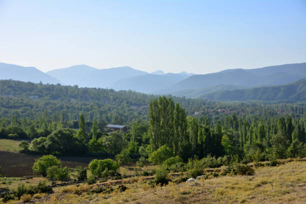 istock mountain range covered with pine forests, trees and bushes in the dawn with clear sky 1465620511
