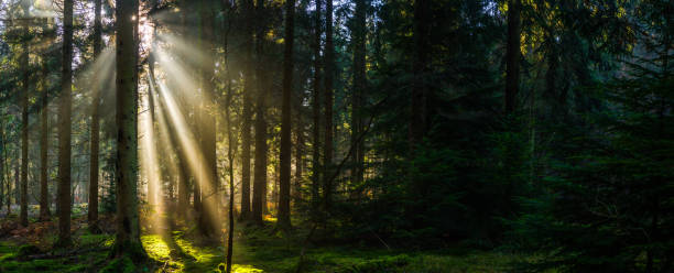 istock Heavenly rays of sunlight shining through green forest panorama 1465620693