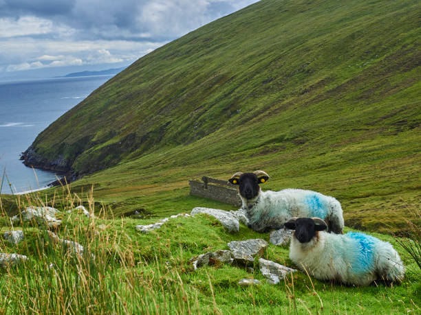 istock sheep standing on a meadow in a rugged landscape. 1465621466