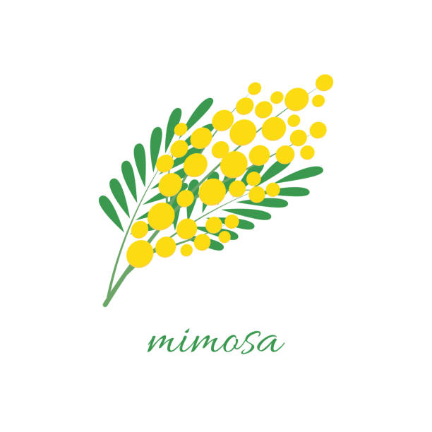 A delicate mimosa flower. A branch of the mimosa tree. Spring flowers. Vector illustration on white background A delicate mimosa flower. A branch of the mimosa tree. Spring flowers. Vector illustration on white background wattle flower stock illustrations