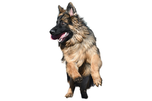 Front view of a running long haired german shepherd dog on a white background.