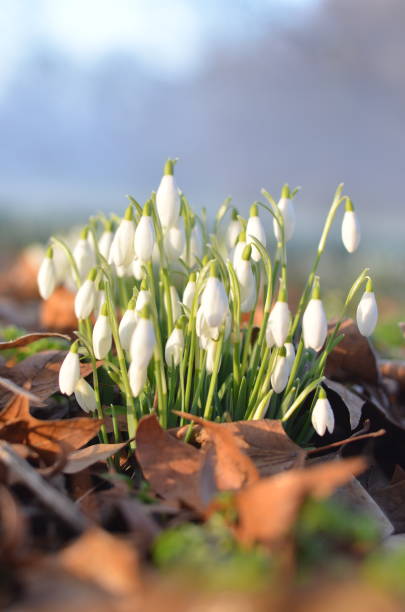White snowdrops in the woodland Tender white snowdrops growing in between the green grass and fallen leaves hyde park flowers stock pictures, royalty-free photos & images