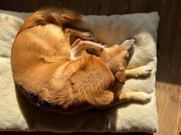 istock Cute ginger senior dog sleeping on dog bed, top view 1465626109