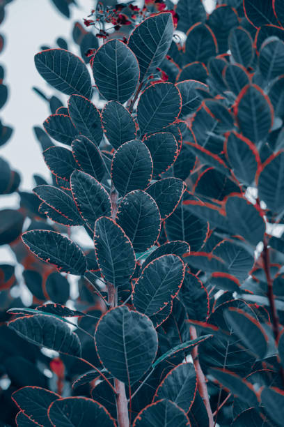 istock blue tree leaves in the nature in wintertime, blue background 1465627224