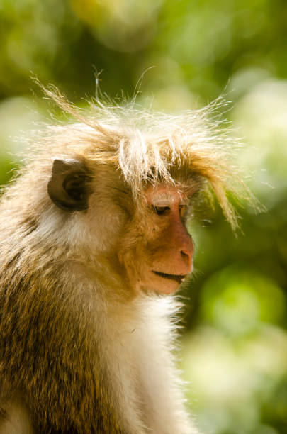 istock Mohican hairstyle Monkey sitting closeup image green blurred background 1465627851