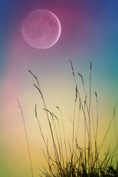 istock plants silhouette and beautiful sunset background 1465628056