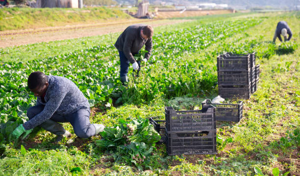 istock Men gardeners during harvestung of fresh spinach 1465631021