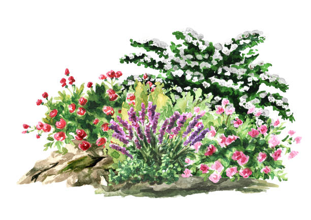 istock Garden  flower   bed,  Landscape design . Hand  drawn watercolor illustration  isolated on white background 1465631043