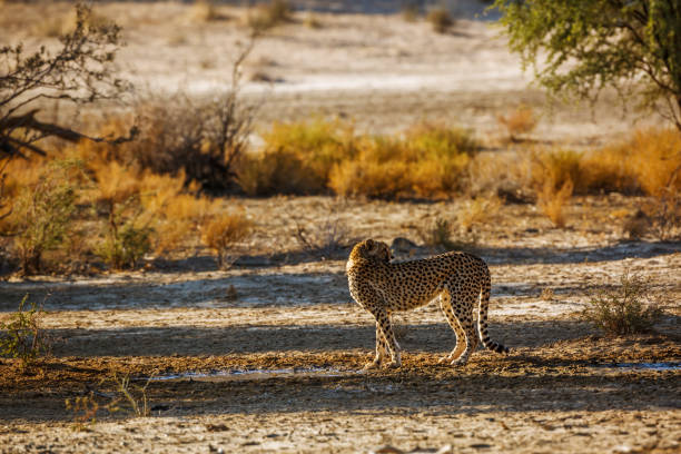 istock Cheetah in Kgalagadi transfrontier park, South Africa 1465631069