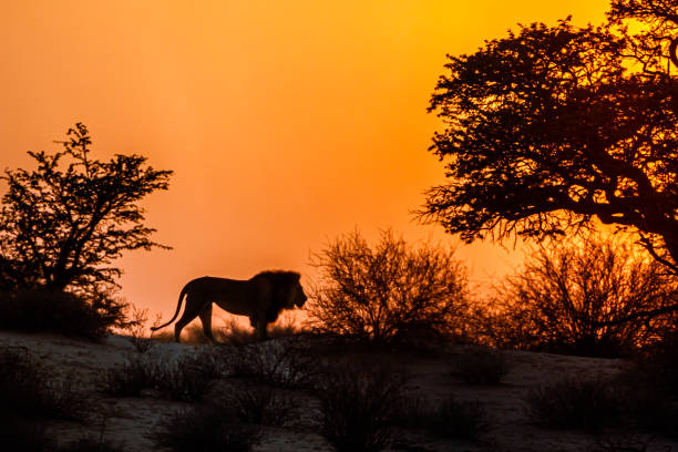 afrikanischer löwe im grenzpark kgalagadi, südafrika - kalahari gemsbok national park stock-fotos und bilder