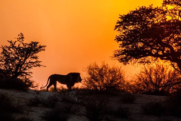 leone africano nel parco transfrontaliero di kgalagadi, sudafrica - kalahari gemsbok national park foto e immagini stock