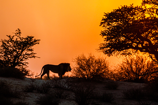 African lion walking on top of dune at dawn in Kgalagadi transfrontier park, South Africa; Specie panthera leo family of felidae