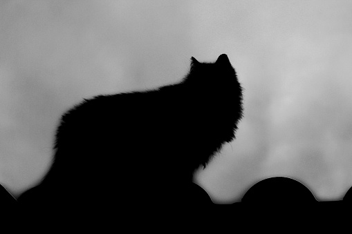 A Honey Badger looking back over his shoulder into the camera while standing on the rocks, Greater Kruger.