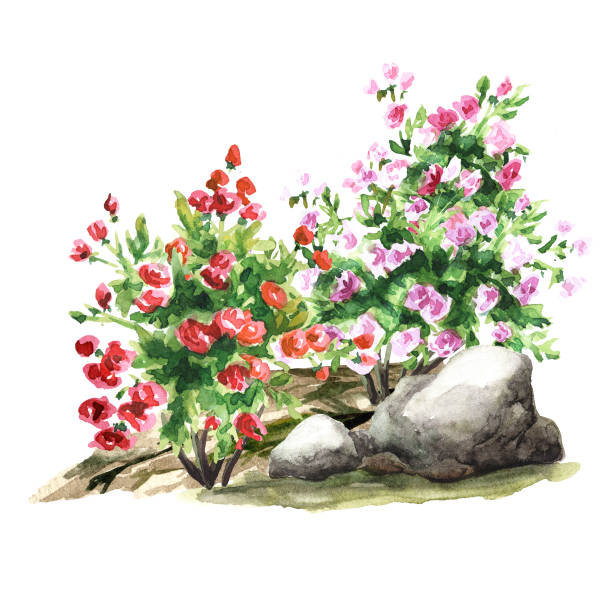 istock Garden flower bed, rosarium. Landscape design. Hand drawn watercolor illustration,  isolated on white background 1465631176