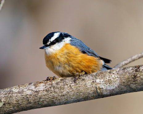 Nuthatch perched on a branch with blur soft background in its environment and habitat surrounding.  Nuthatch Red-breasted picture.