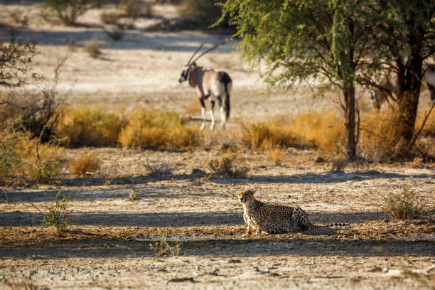 istock Cheetah in Kgalagadi transfrontier park, South Africa 1465631977