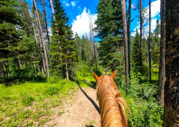 istock Personal perspective horseback riding through a National park, scenic 1465632035