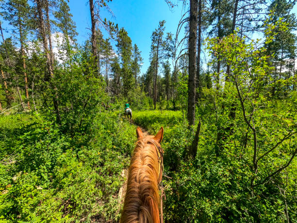 istock Personal perspective horseback riding through a National park, scenic 1465632178
