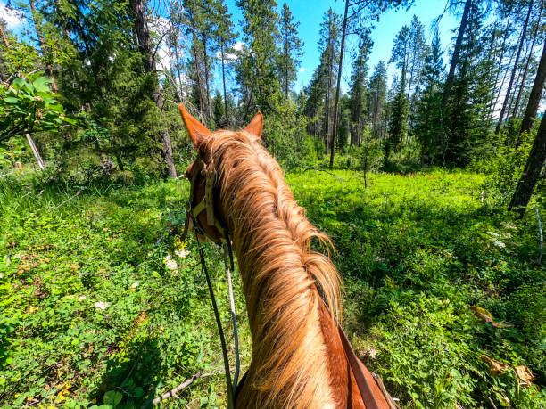 Horseback riding in Yellowstone at Jackson hole