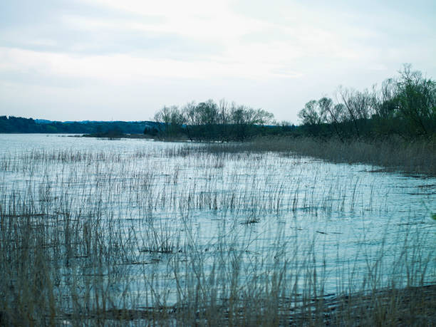 Reeds in the lake