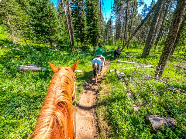 istock Personal perspective horseback riding with kids through a National park, scenic 1465632425