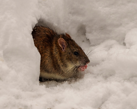 istock Rat Stock Photo and Image.  Brown rat head close-up in the opening of its burrow den in winter season foraging for food in its environment and habitat surrounding. 1465632517