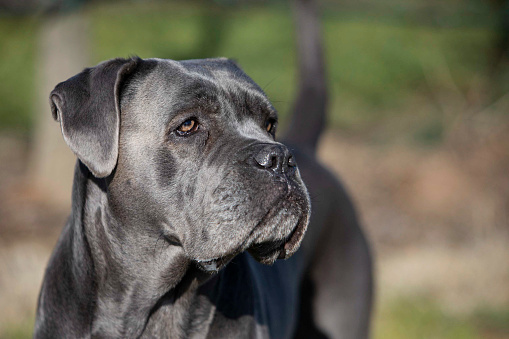 Beautiful Cane Corso dog in park.