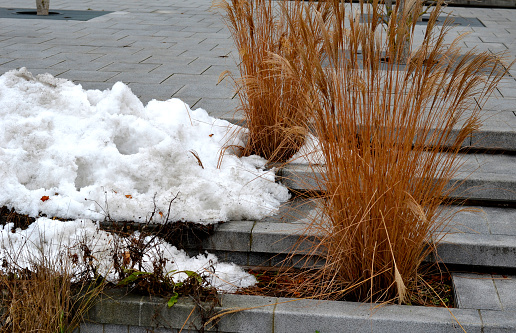 snow when cleaning the square or yard of a corporate company can be piled near the flower bed. the water dissolves slowly and thus waters the perennials and ornamental grasses. be careful if salt, miscanthus sinensis