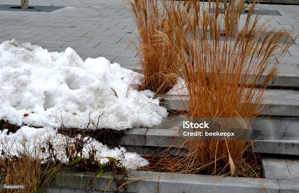 snow when cleaning the square or yard of a corporate company can be piled near the flower bed. the water dissolves slowly and thus waters the perennials and ornamental grasses. be careful if salt snow when cleaning the square or yard of a corporate company can be piled near the flower bed. the water dissolves slowly and thus waters the perennials and ornamental grasses. be careful if salt, miscanthus sinensis Bright Stock Photo