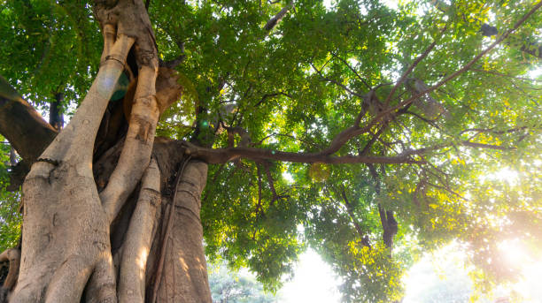 istock Big trunk tree shade of green leaves 1465635920