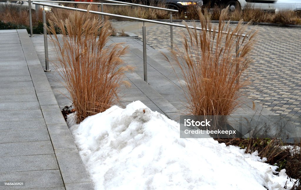 snow when cleaning the square or yard of a corporate company can be piled near the flower bed. the water dissolves slowly and thus waters the perennials and ornamental grasses. be careful if salt snow when cleaning the square or yard of a corporate company can be piled near the flower bed. the water dissolves slowly and thus waters the perennials and ornamental grasses. be careful if salt, miscanthus sinensis Bright Stock Photo