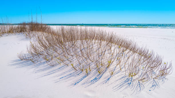 pensacola beach seascape, bright white sand dune and wild plants in gulf islands national seashore in florida, usa - sand sea oat grass beach sand dune imagens e fotografias de stock