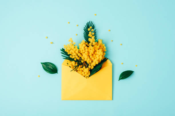 istock Yellow envelope and mimosa yellow flowers on blue background. Spring holidays concept. Top view, flat lay 1465637670