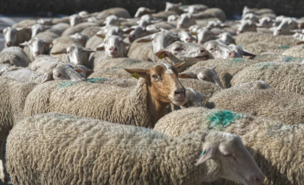 istock Flock of sheep 1465638371