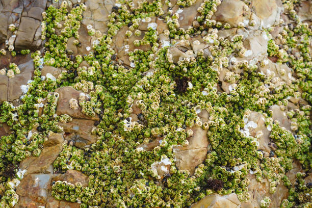 Seaside Rocks Barnacles 110+ Avila Beach California Photos Stock Photos, Pictures & Royalty ...
