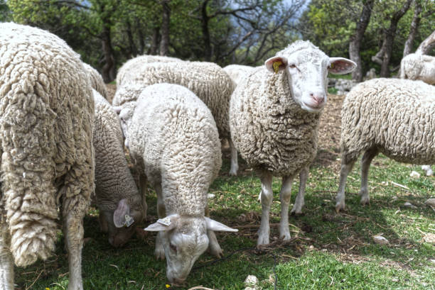istock Woolly sheep with tails 1465638505