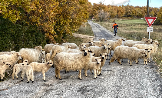 Pastoral setting