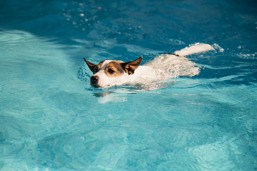 Low angle view of a Jack Russell Terrier dog swimming in an outdoor swiming pool