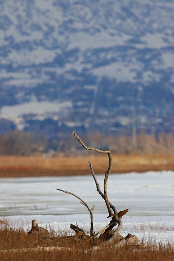 Tree branches frozen in the lake