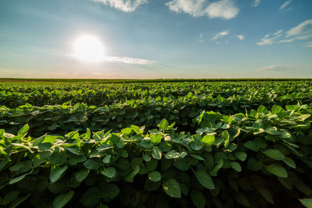 istock A beautiful green soybean field with a focus on eco-friendliness 1465641705
