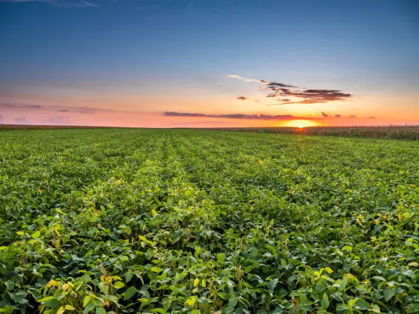 Photo of A vibrant green soybean field nestled in a natural setting