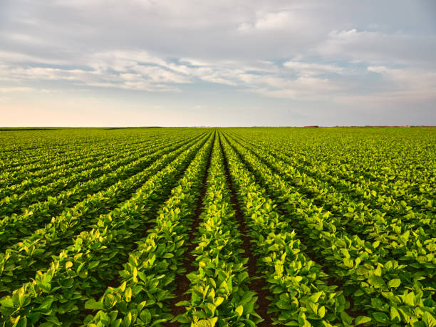 un vibrante campo de soja verde enclavado en un entorno natural - arable fotografías e imágenes de stock