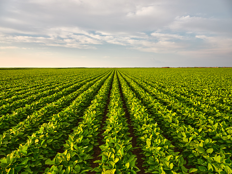 An image taken from a low angle, portraying soy crops thriving successfully.