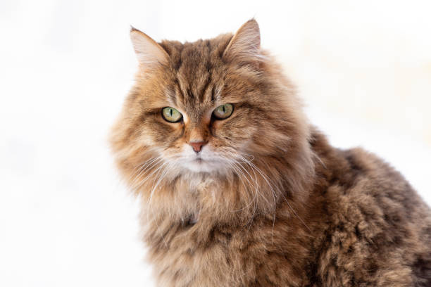 istock Isolated Siberian Cat on White background 1465642094