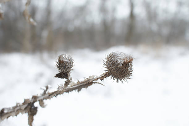 Close-up of a small mountain pine (pinus mugo) tree in the snow. Space for copy.