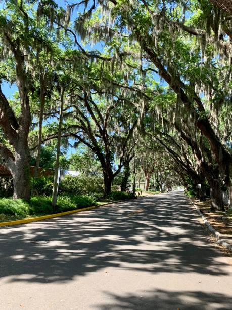 istock Tree Moss and Light on a Southern Road 1465642466